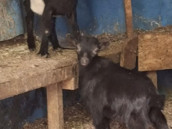 Cabro, Cabras — Kazajistán
