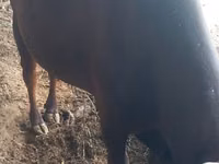 公牛, Cattle — 照片 2