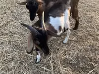Ziegenbock, Ziegen — Foto 7