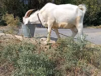 Cabro, Saanen goat — foto 4