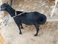 Carnero, Rhon sheep — foto 3