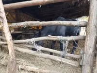 Stute, Nonius horse — Foto 7