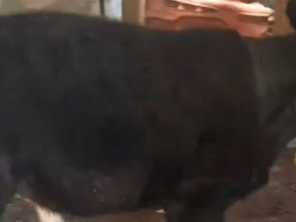 Уй, Көк сиыр