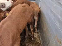 公牛, Simmental cattle — 照片 2