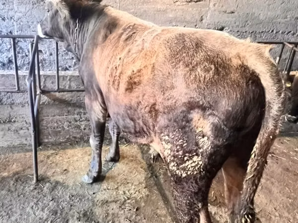 公牛, Cattle — 吉尔吉斯斯坦