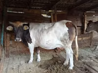 母牛, Simmental cattle — 照片 2