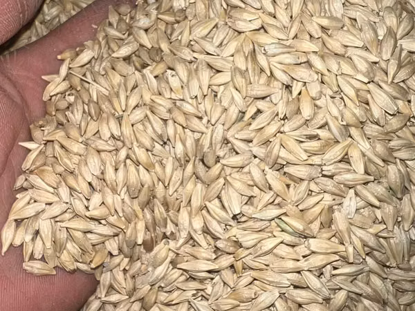 Куплю куплю ячмень и пшеницу сатып Алам Арпа в большом количестве