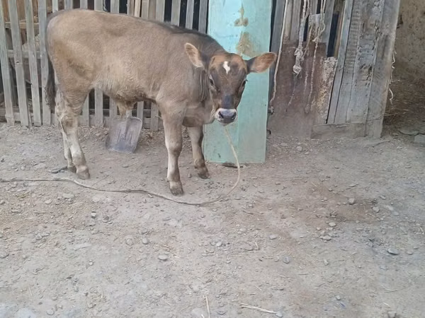 ثور, Swiss cattle