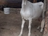Echki, Echkilar — 4-rasm