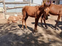 Hengst, Kazakh horse — Foto 1