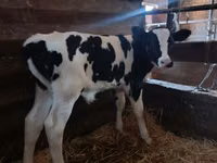 公牛, Holstein breed — 照片 5