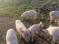 Schweine (Partie, Geschlecht nicht angegeben) — Foto 1