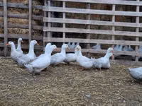 American Pekin — Foto 4