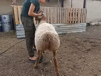 Sheep (batch, sex not specified), Arashan sheep — photo 7