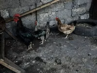 Chickens — الصورة 3