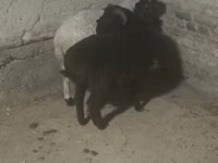Қойлар (топ, жынысы көрсетілмеген), Қойлар — 4-сурет