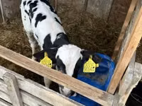 Бұқа, Russian Black pied cattle — 2-сурет