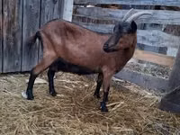 Ziege, Alpine goat — Foto 3