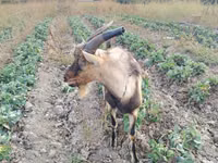 बकरा, Italian Alpine goat — फ़ोटो 1