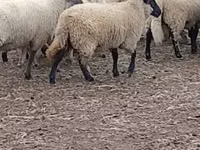 Oveja, Merino sheep — foto 3