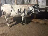 母牛, Russian Black pied cattle — 照片 1