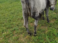 Kuh, Russian Black pied cattle — Foto 4