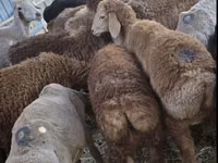 Schafe (Partie, Geschlecht nicht angegeben), Arashan sheep — Foto 1