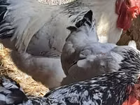 Chickens — الصورة 3