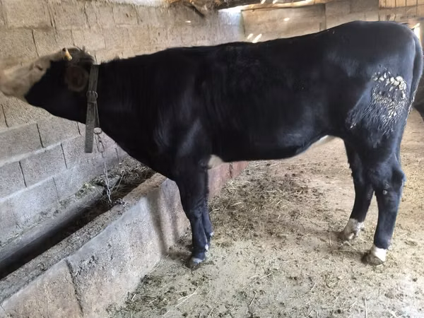 Kuh, Swiss cattle — Kirgisistan