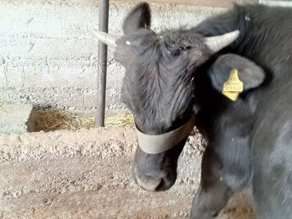 公牛, Simmental cattle — 吉尔吉斯斯坦