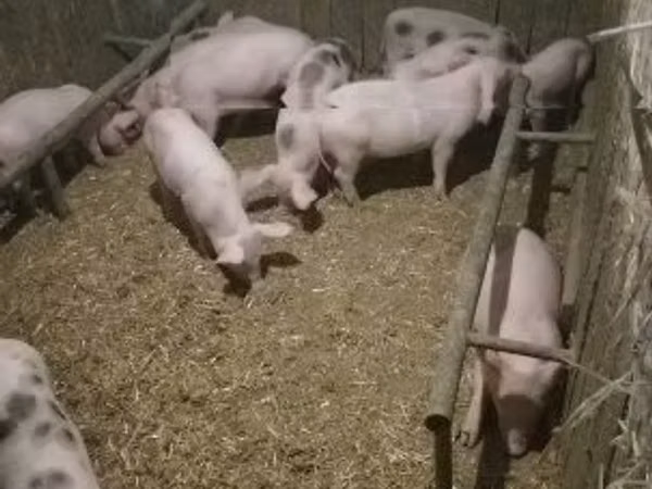 Schweine (Partie, Geschlecht nicht angegeben), Schweine