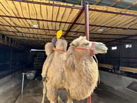 جمل, الجمال — الصورة 5