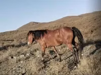 Ат, Казак аты — сүрөт 5