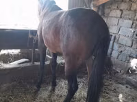 Horse (M), Horses — photo 1