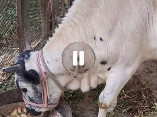 Bovinos (lote, sexo no especificado), Ganado vacuno