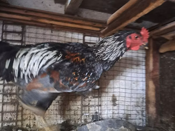 Chickens — Kirgisistan