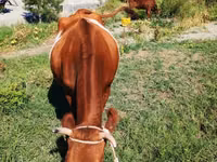 Cow, Cattle — photo 1