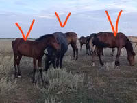 Stute, Horse breed — Foto 6