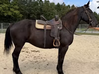 Yegua, Percheron — foto 5