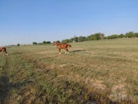 Hengst, Akhal-Teke — Foto 4
