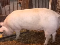 Шошқалар (топ, жынысы көрсетілмеген) — 2-сурет