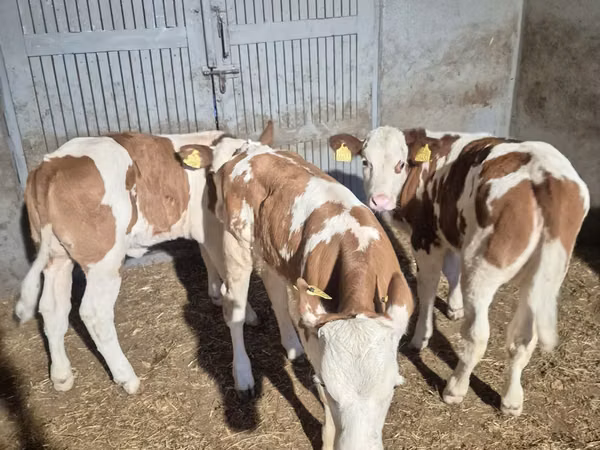गाय, Simmental cattle