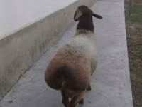 Ram, Sheep — photo 1