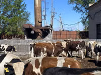 ثور, Simmental cattle — الصورة 5