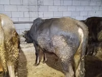 Toro, Ganado vacuno — foto 2