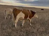 Kuh, Simmental cattle — Foto 2