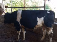 ثور, Russian Black pied cattle — الصورة 1