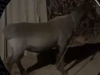 كبش, الأغنام — الصورة 2