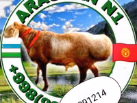 Carnero, Arashan sheep — foto 2