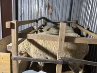 Ram, Sheep — photo 3
